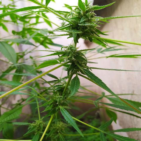 Esgar growlog timeline photo