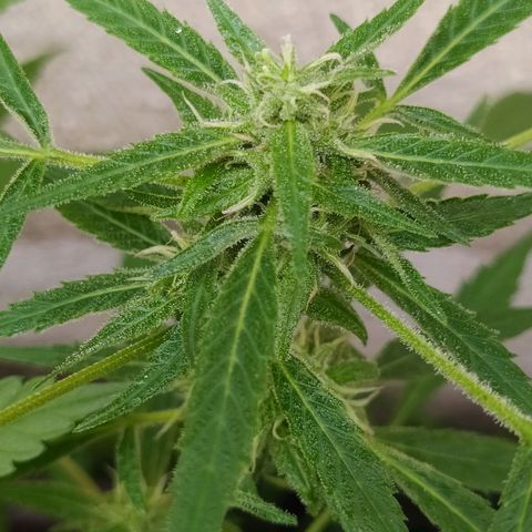 Esgar growlog timeline photo