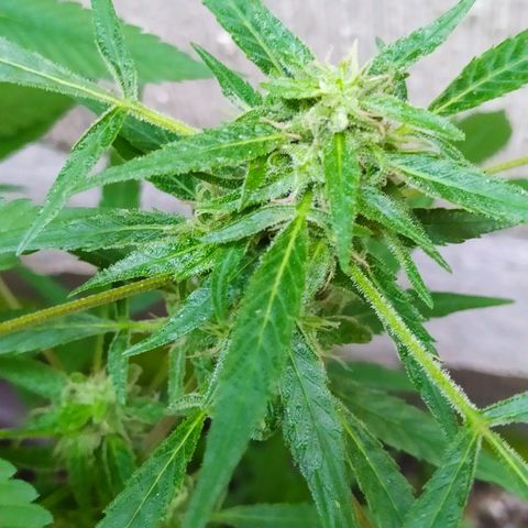 Esgar growlog timeline photo