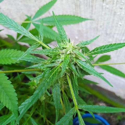Esgar growlog timeline photo