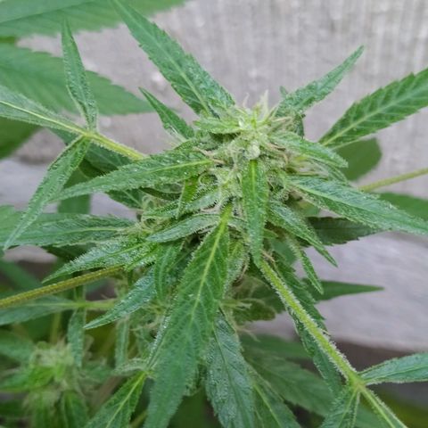 Esgar growlog timeline photo