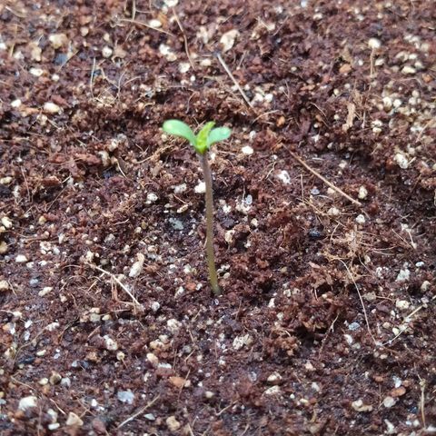 Amnesia Haze Auto growlog timeline photo