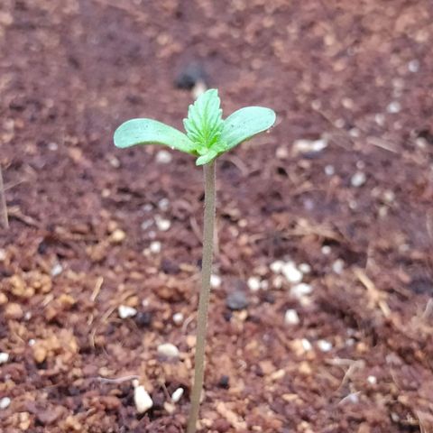 Amnesia Haze Auto growlog photo: Hoja dispareja