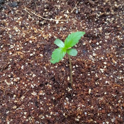 Amnesia Haze Auto growlog photo: Daño en primera hoja por mala germinación