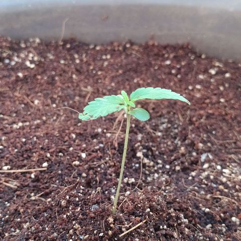 Amnesia Haze Auto growlog timeline photo