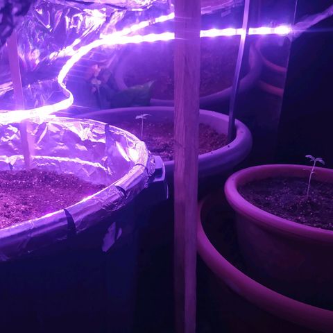 Amnesia Haze Auto growlog timeline photo