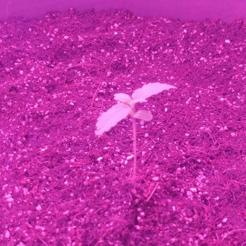 Amnesia Haze Auto growlog timeline photo