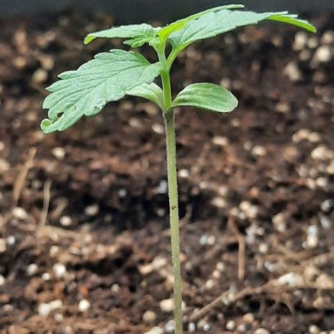 Amnesia Haze Auto growlog timeline photo