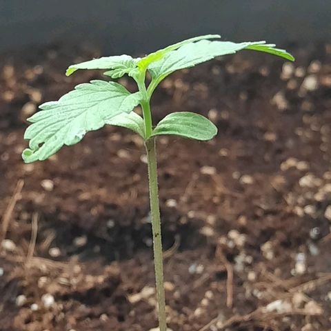 Amnesia Haze Auto growlog timeline photo