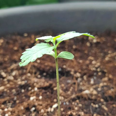 Amnesia Haze Auto growlog timeline photo