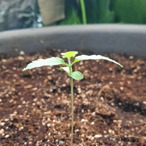 Amnesia Haze Auto growlog timeline photo