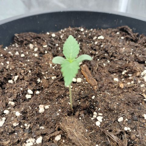 Panty punch auto  growlog timeline photo