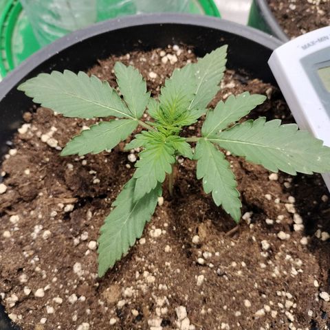 Panty punch auto  growlog timeline photo
