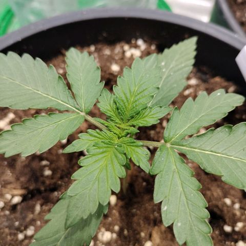 Panty punch auto  growlog timeline photo