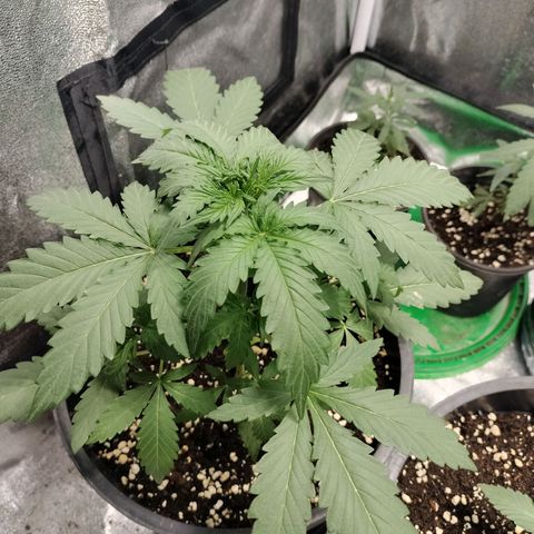 Panty punch auto  growlog timeline photo