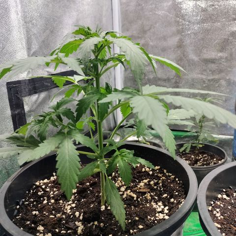 Panty punch auto  growlog timeline photo
