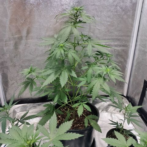 Panty punch auto  growlog timeline photo