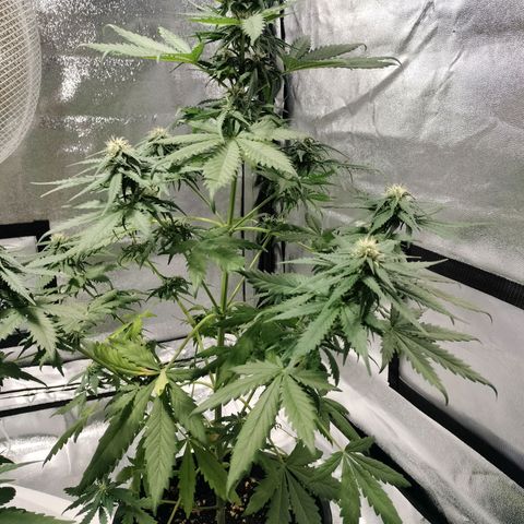 Panty punch auto  growlog timeline photo