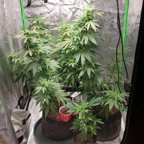 Rosemary  growlog timeline photo