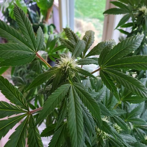 Rosemary  growlog photo: Flower buds forming