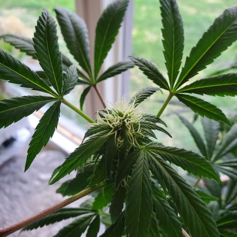 Rosemary  growlog photo: Flower buds forming