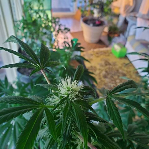 Rosemary  growlog photo: Buds forming 