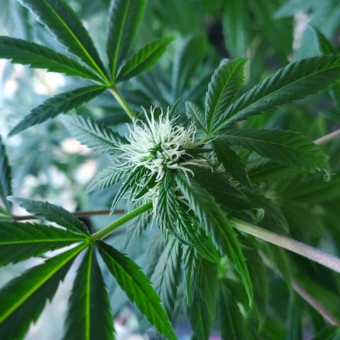 Rosemary  growlog photo: Buds forming 