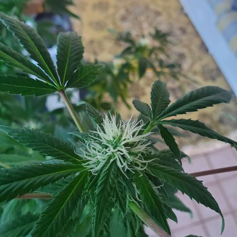 Rosemary  growlog photo: Buds forming 