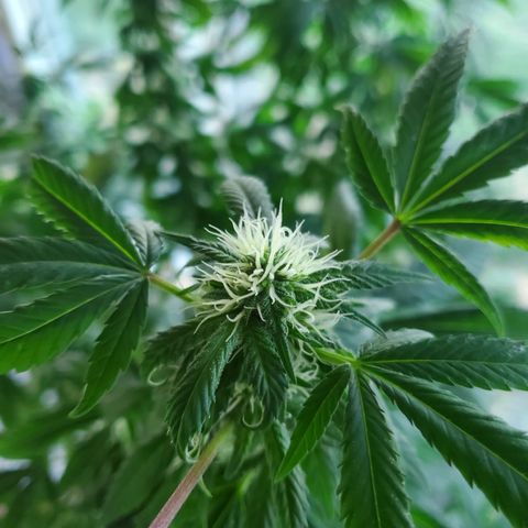 Rosemary  growlog photo: Buds forming 