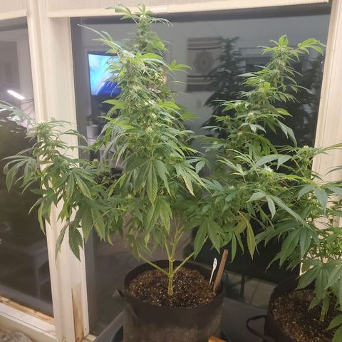 Rosemary  growlog timeline photo