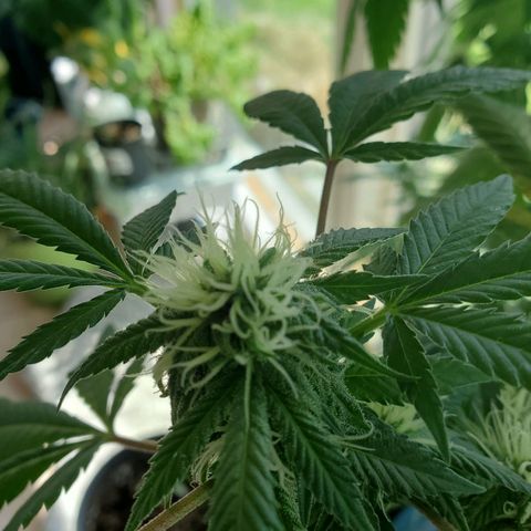 Rosemary  growlog timeline photo