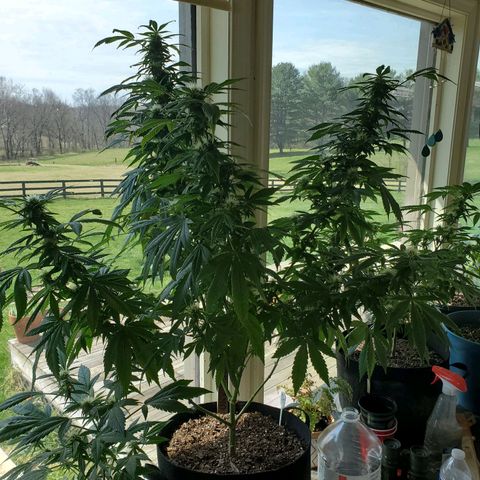 Rosemary  growlog timeline photo