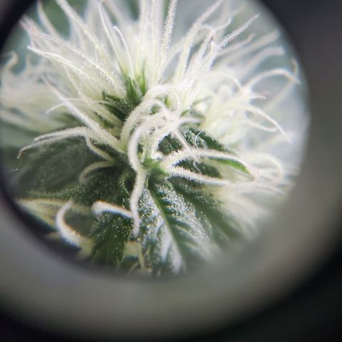 Rosemary  growlog timeline photo