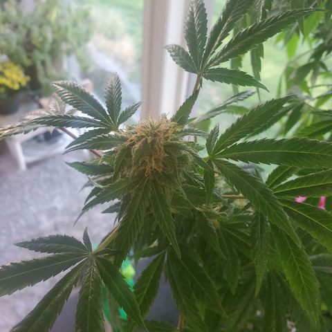 Rosemary  growlog timeline photo