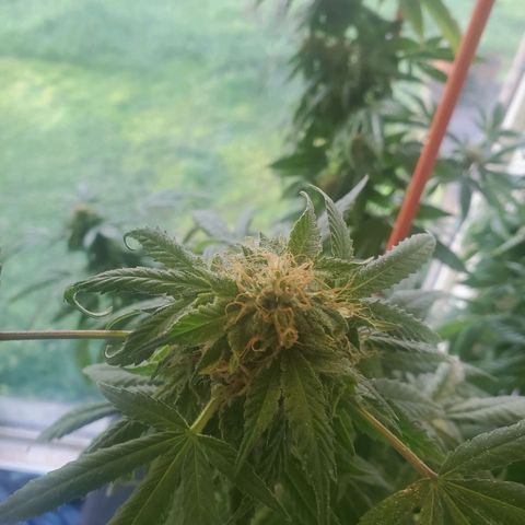 Rosemary  growlog timeline photo