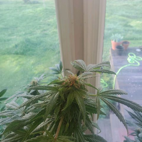 Rosemary  growlog timeline photo