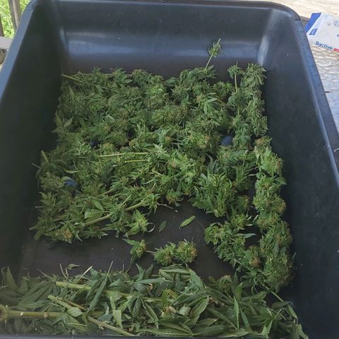 Rosemary  growlog photo: 6.75 oz 