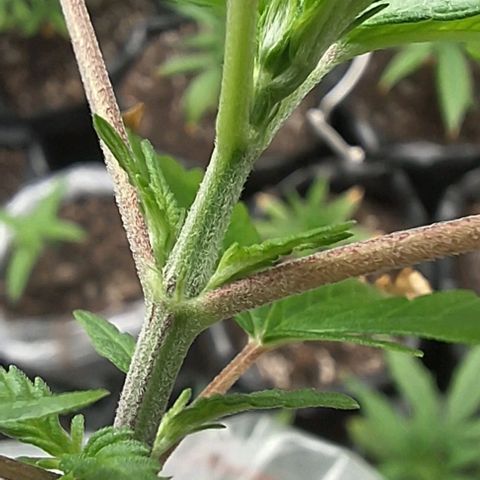 Prensado regular growlog timeline photo
