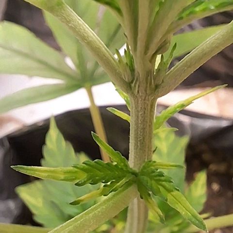 Prensado regular growlog timeline photo