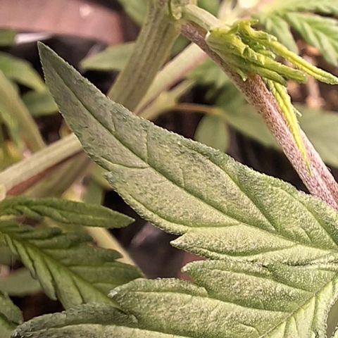 Prensado regular growlog timeline photo