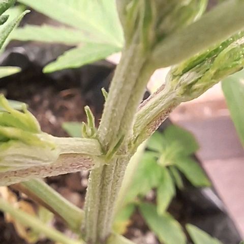 Prensado regular growlog timeline photo