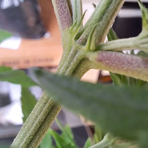 Prensado regular growlog timeline photo