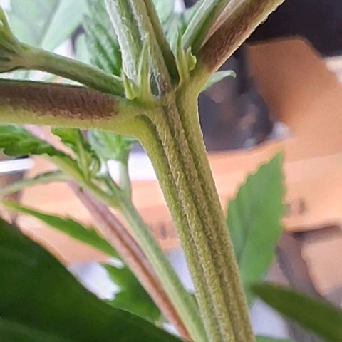 Prensado regular growlog timeline photo