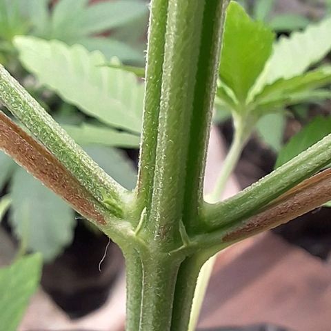 Prensado regular growlog photo: Acredito que em mais uma semana ja será possível distinguir os machos das fêmeas.
