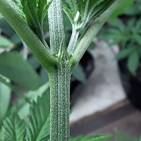 Prensado regular growlog photo: Acredito que em mais uma semana ja será possível distinguir os machos das fêmeas.