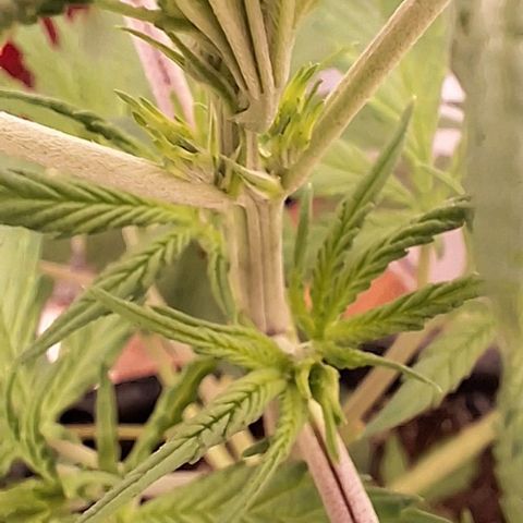 Prensado regular growlog photo: Acredito que em mais uma semana ja será possível distinguir os machos das fêmeas.