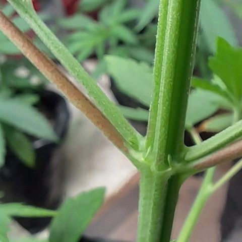 Prensado regular growlog photo: Acredito que em mais uma semana ja será possível distinguir os machos das fêmeas.