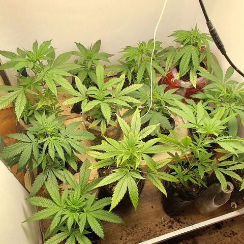 Prensado regular growlog timeline photo
