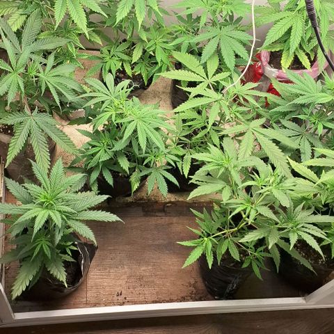 Prensado regular growlog photo: Saiu a primogênita. 