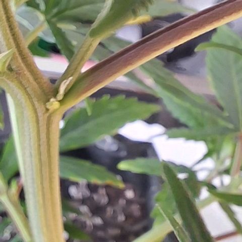 Prensado regular growlog photo: Saiu a primogênita. 